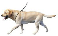 lupi Dog Harness:M