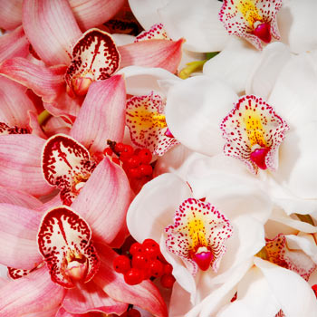 Cymbidium Orchids - flowers