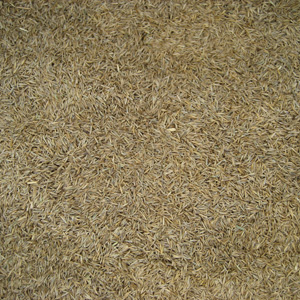 Luxury Lawn Grass Seed - Premier - 1kg