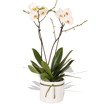 White Phalaenopsis Orchid - flowers
