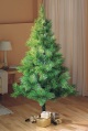 6ft (1.8m) scots pine tree