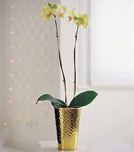 M&S Double Orchid