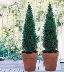 Pair of Buxus Trees