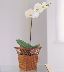 Planted Orchid