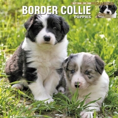 Border Collie Puppy Wall Calendar: 2009