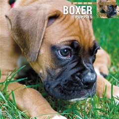Boxer Puppy Wall Calendar: 2009