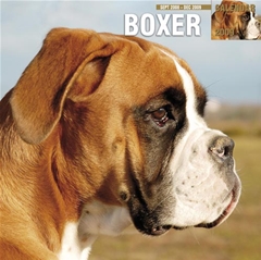 Boxer Wall Calendar: 2009