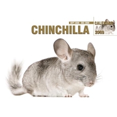 Chinchilla A4 Calendar: 2009