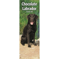 Chocolate Labrador Slim Calendar: 2009