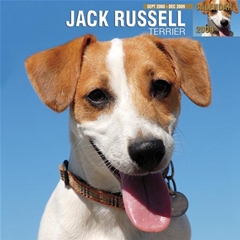 Jack Russell Terrier Wall Calendar: 2009