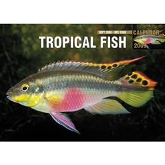 Tropical Fish A4 Calendar: 2009