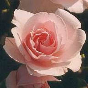 Happy Returns Floribunda Rose