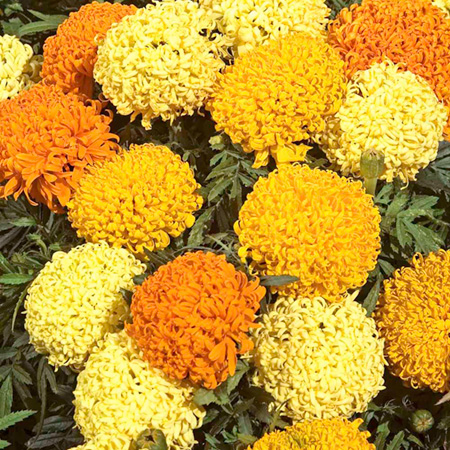 (African) Orange Puff Average Seeds 50