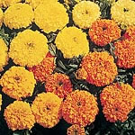 (African) Sunset Giants Seeds 421345.htm