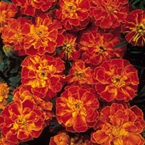 Marigold (Afro-French) Seeds - Zenith RED F1