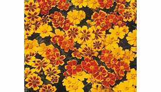 Marigold (Dwarf French) Seeds - Disco