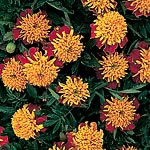 marigold (Dwarf French) Tiger Eyes Seeds