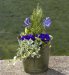 Blue Spring Planted Tin