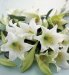 Flowers by Post - 10 Longiflorum Lilies