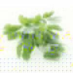 Mechinaud Coriander