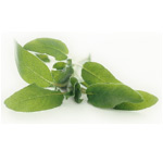 Mechinaud Sage