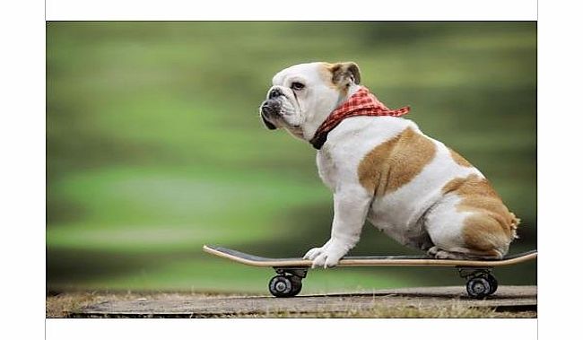 Photographic Print of JD-21876-M DOG. Bulldog on skateboard