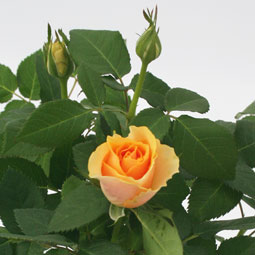 Mini Potted Rose