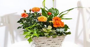 mixed Planted Basket