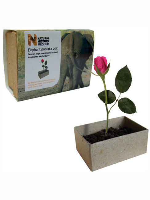 Natural History Museum Elephant Poo in a Box with Rose - Natural History Museum