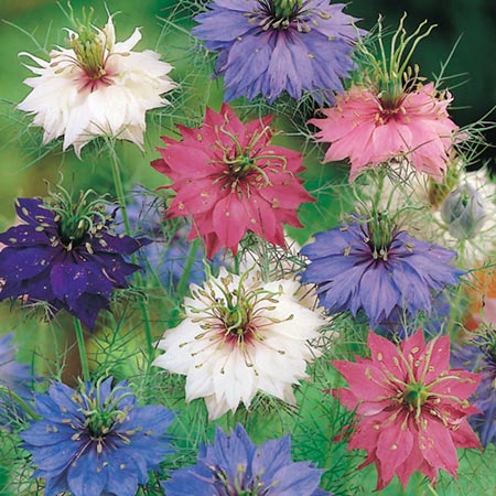 Persian Jewels Seeds (Love-In-A-Mist)