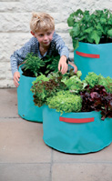 Nigel`s Eco Store 3 Turquoise Vegetable Patio Planters - ideal for