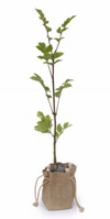 Nigel`s Eco Store Ash Tree - grows best on damp soils with plenty