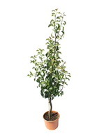 Nigel`s Eco Store Conference Pear Tree - grow your own