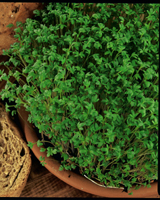 Nigel`s Eco Store Cress Sprint (Curled) Seeds - ideal for salads