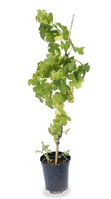 Nigel`s Eco Store Grape Vine - grow your own white wine making