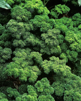 Nigel`s Eco Store Herb Seeds: Parsley Moss Curled - the perfect