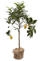 Nigel`s Eco Store Lemon Tree - a fruiting citrus tree that will