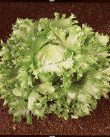 Nigel`s Eco Store Lettuce Ice King Seeds - a quick-growing favourite