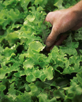 Nigel`s Eco Store Lettuce Salad Bowl Seeds - a cut and come