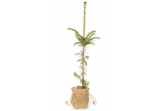 Nigel`s Eco Store Nordman Fir Christmas Tree