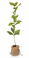 Nigel`s Eco Store OakTree - a big strong native British tree