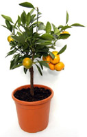 Nigel`s Eco Store Orange Tree - a fantastic fruiting tree that