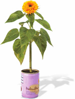 Nigel`s Eco Store Plant in a Tin - just add water to grow your own