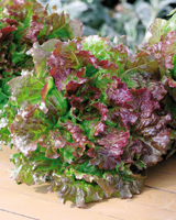 Nigel`s Eco Store Red Picking Lettuce - has very attractive leaves