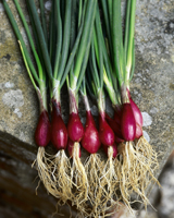 Nigel`s Eco Store Red Salad Onion - can be used as a spring onion