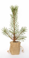 Nigel`s Eco Store Scots Pine Christmas Tree - grow your own for a