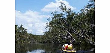 Noosa Everglades Guided Kayak Tour - Child