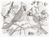 Reeves - Sketching By Number Red Cardinals