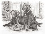 Reeves - Sketching By Numbers Black Labradors