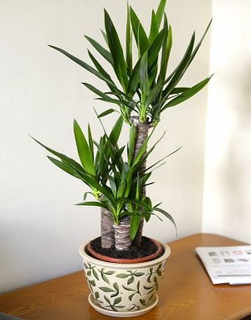 Olive Grove Indoor, House or Office Plant -Yucca elephantipes - Spineless Yucca Approx 80cm Tall